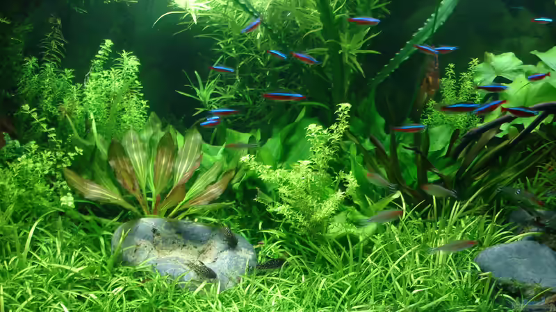 Aquarium Becken 34244 -Ehemaliges Diskusbecken - von Grünhexe (37)