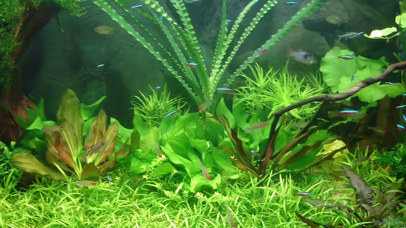 Aquarium Becken 34244 -Ehemaliges Diskusbecken - von Grünhexe (40)