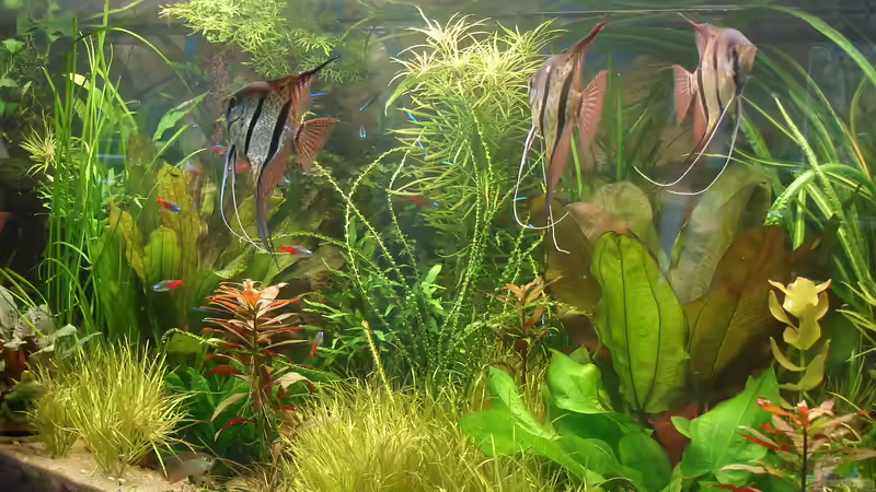 Aquarium Becken 34244 -Ehemaliges Diskusbecken - von Grünhexe (7)