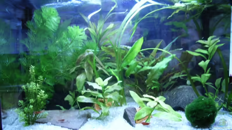 Aquarium Becken 3425 von Carsten Meyborg (2)