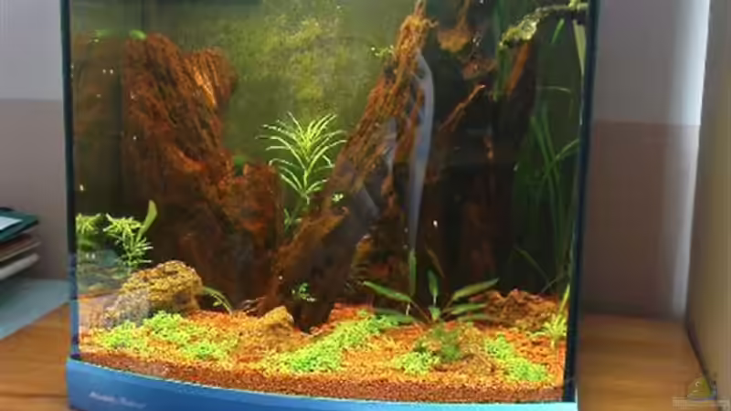 Aquarium Becken 3434 von Jens Hug (2)