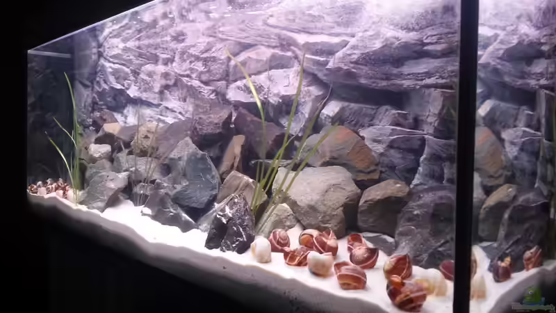 Aquarium Becken 34404 von SheKa (10)