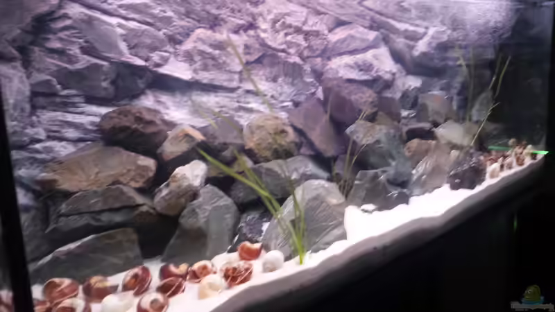 Aquarium Becken 34404 von SheKa (9)