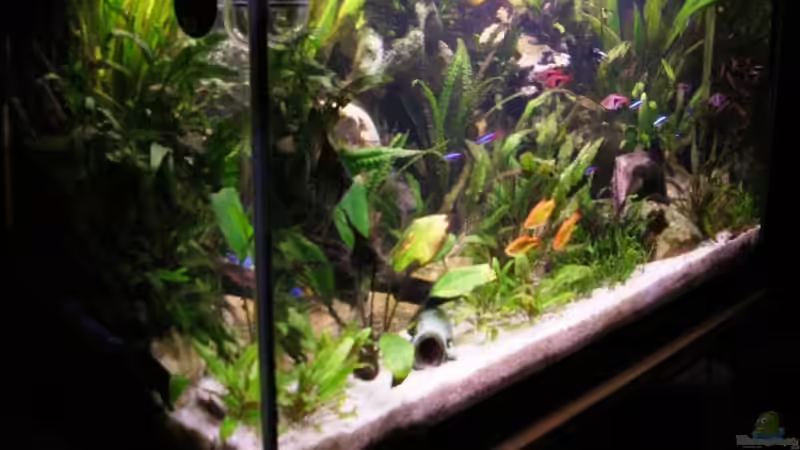 Aquarium Becken 3444 von Markus Schwally (3)