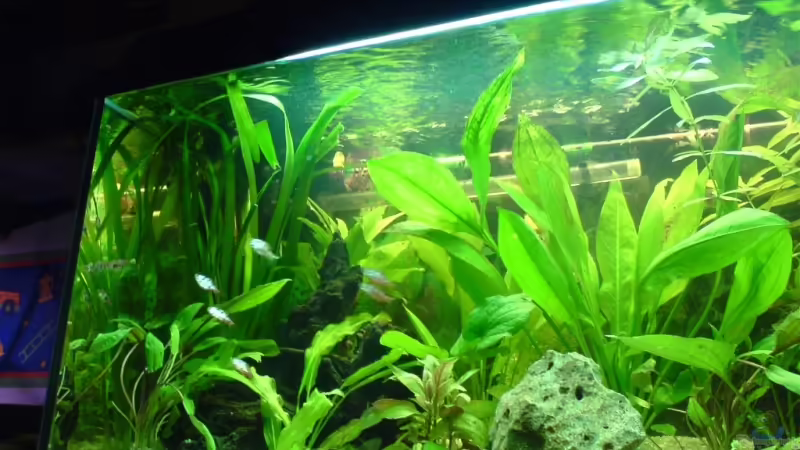 Aquarium Becken 3447 von Jonas Thiel (2)