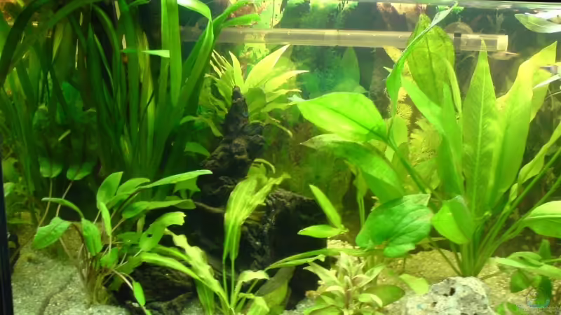 Aquarium Becken 3447 von Jonas Thiel (3)