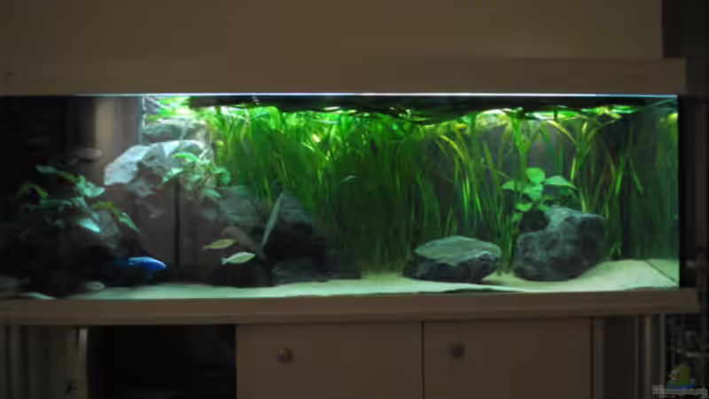 Aquarium Becken 3447 von Jonas Thiel (4)