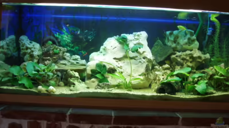 Aquarium Becken 3464 von Michael Messenlehner (2)