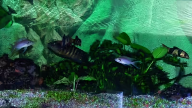 Aquarium Becken 3472 von s.hofer (2)