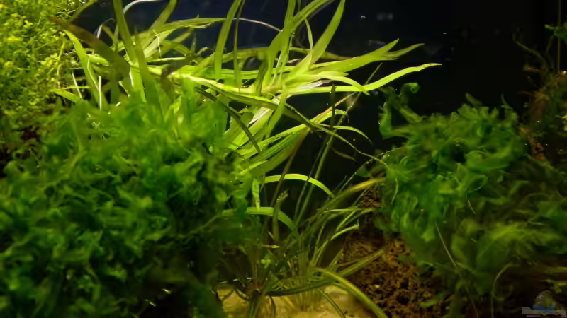 Aquarium Becken 3480 von Marc Joist (8)