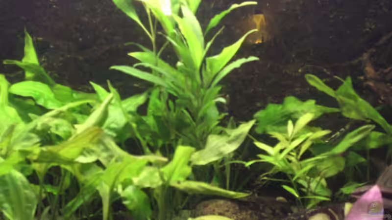 Aquarium Becken 3483 von Sören Gebhardt (2)