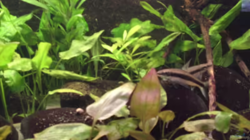 Aquarium Becken 3483 von Sören Gebhardt (3)