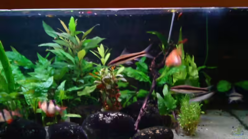 Aquarium Becken 3483 von Sören Gebhardt (4)