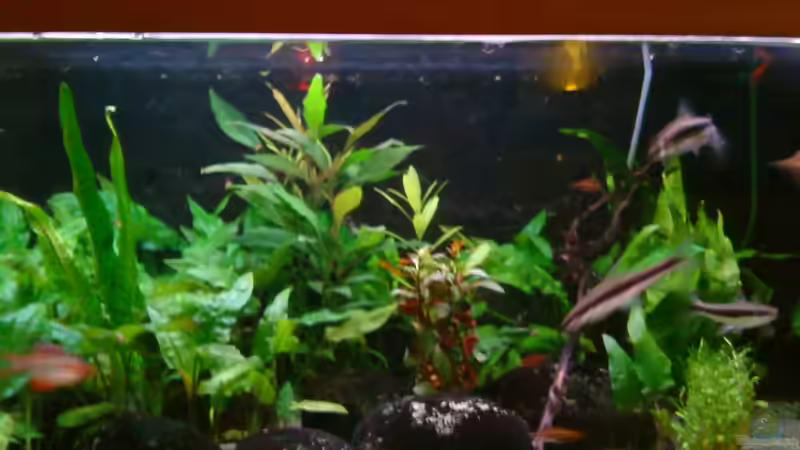 Aquarium Becken 3483 von Sören Gebhardt (5)