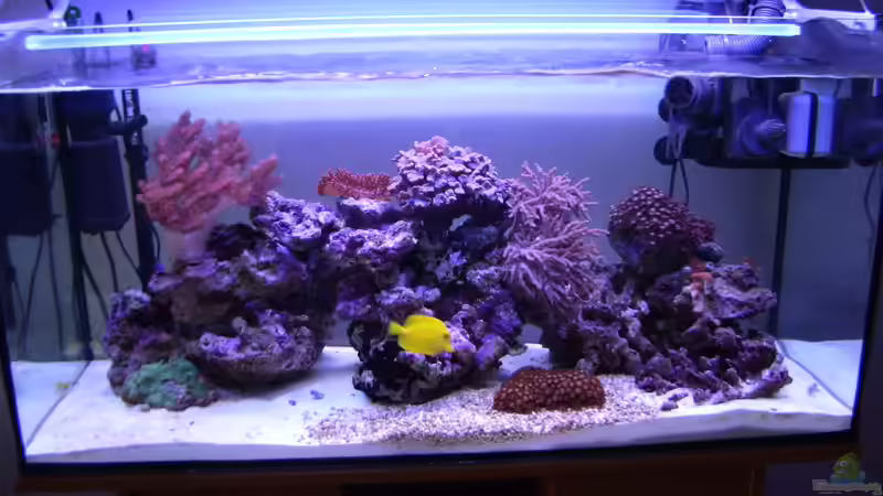 Aquarium Becken 3494 von Michael Küster (2)