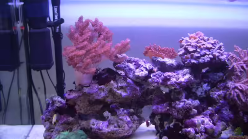 Aquarium Becken 3494 von Michael Küster (3)