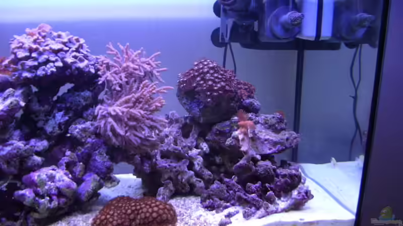 Aquarium Becken 3494 von Michael Küster (4)