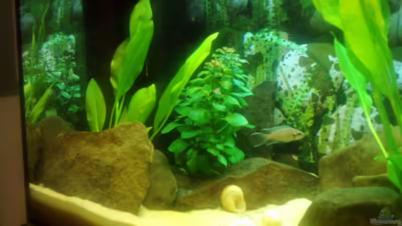 Aquarium Becken 3495 von Tobias Peters (2)