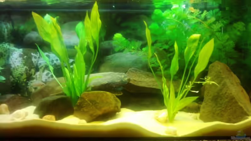 Aquarium Becken 3495 von Tobias Peters (3)