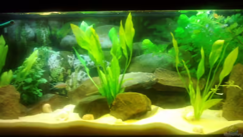 Aquarium Becken 3495 von Tobias Peters (4)