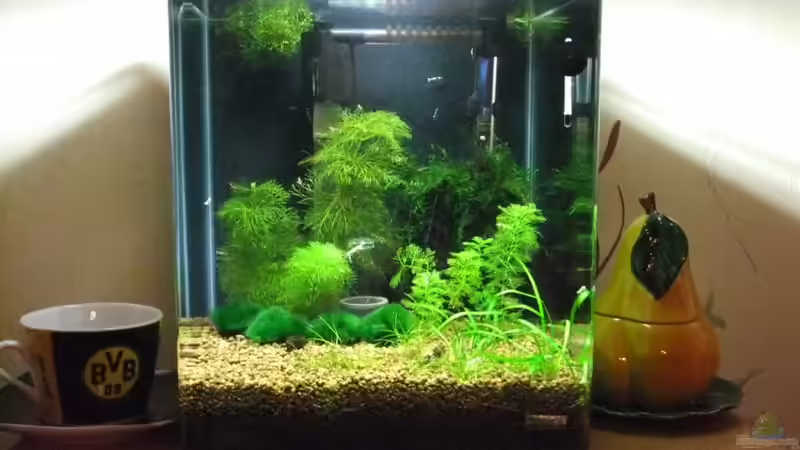 Aquarium Becken 3497 von Dirk Tomhorst (2)