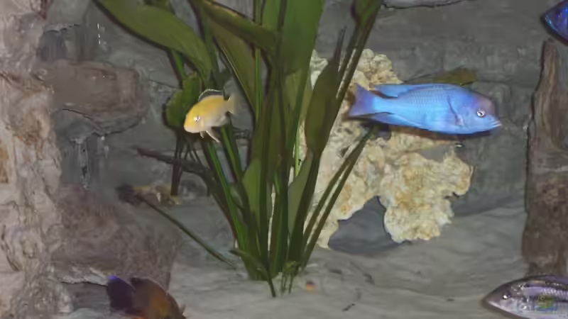 Aquarium Becken 3500 von Stephan Ascher (2)