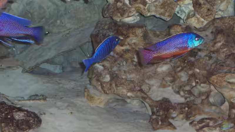 Aquarium Becken 3500 von Stephan Ascher (3)