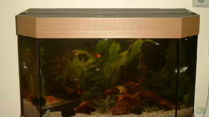 Aquarium Becken 3509 von Sean & Fynn (2)