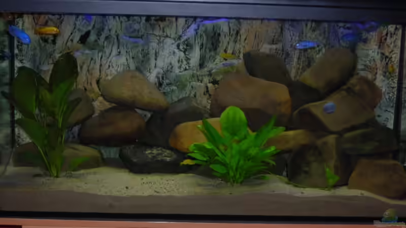 Aquarium Becken 3512 von Marcel Hoppe (2)