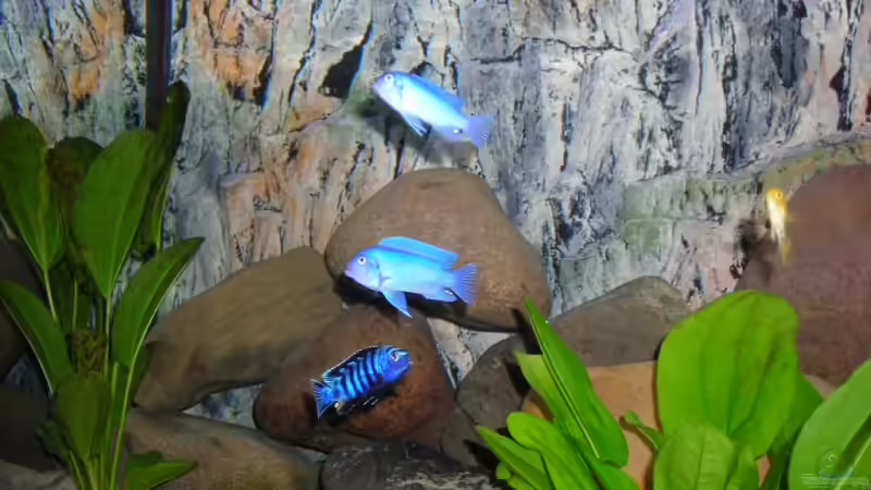 Aquarium Becken 3512 von Marcel Hoppe (3) (6)