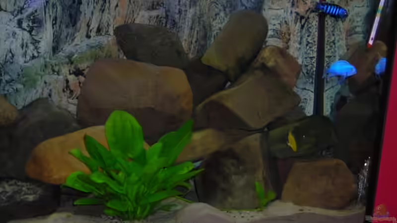 Aquarium Becken 3512 von Marcel Hoppe (4)