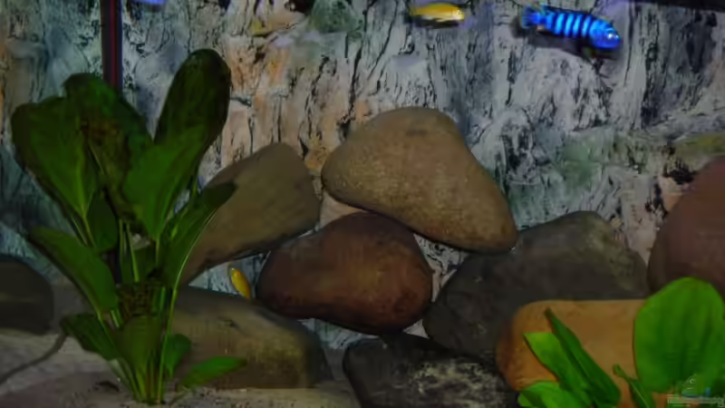 Aquarium Becken 3512 von Marcel Hoppe (5)