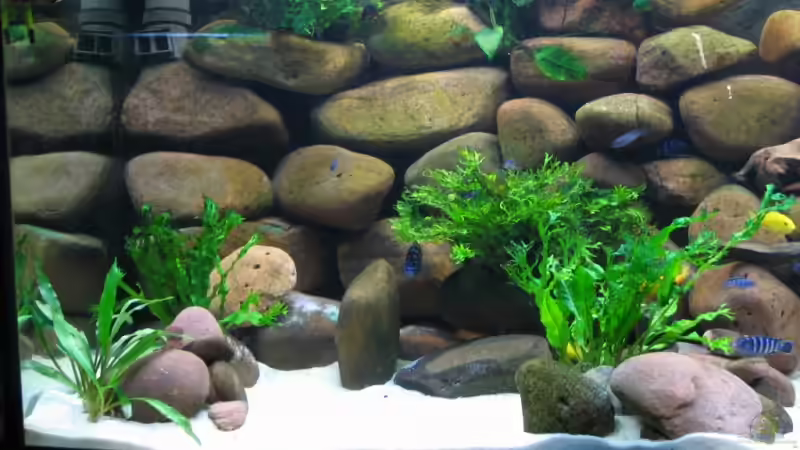 Aquarium Becken 3514 von Hans Ehlers (3)