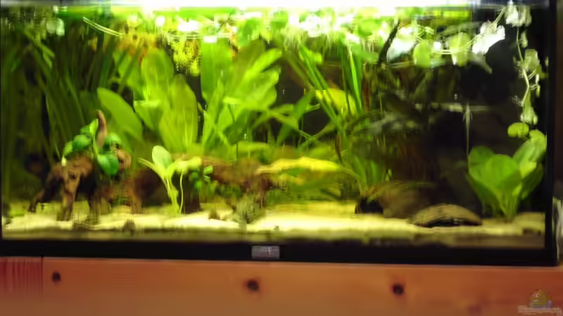 Aquarium Becken 3522 von -=Diskus-Fan=- (4)