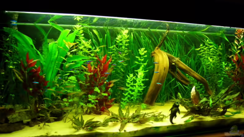 Aquarium Becken 3526 von Burgherr (6)