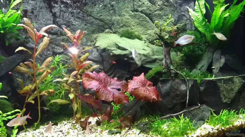 Aquarium Becken 35375 von Hagen Stackmann (2)