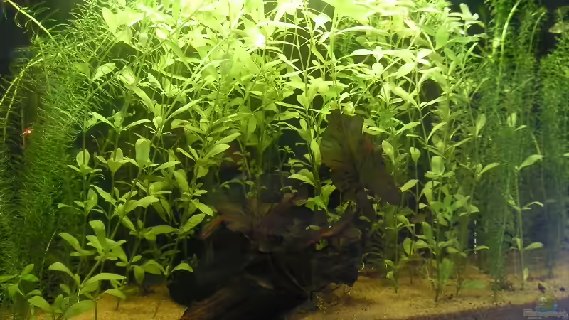 Aquarium Becken 3553 von Sebastian Zunhammer (2)