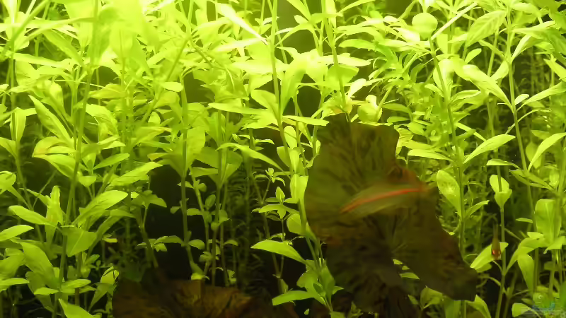 Aquarium Becken 3553 von Sebastian Zunhammer (3)