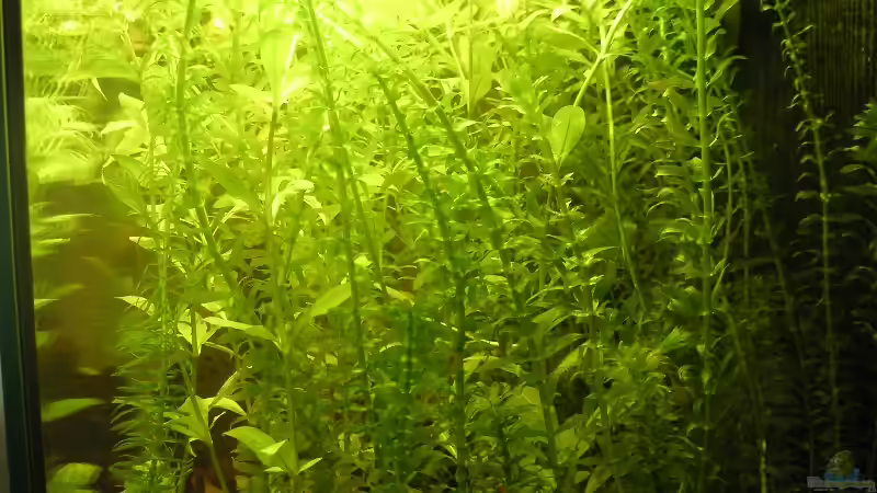 Aquarium Becken 3553 von Sebastian Zunhammer (5)