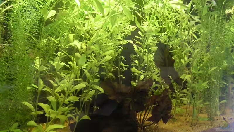 Aquarium Becken 3553 von Sebastian Zunhammer (6)