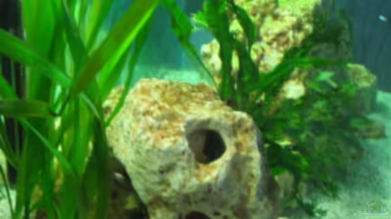 Aquarium Becken 3567 von Anja Hermes (2)