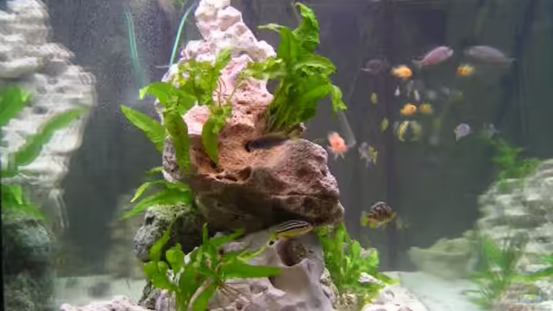 Aquarium Becken 359 von Frank Faselt (4)