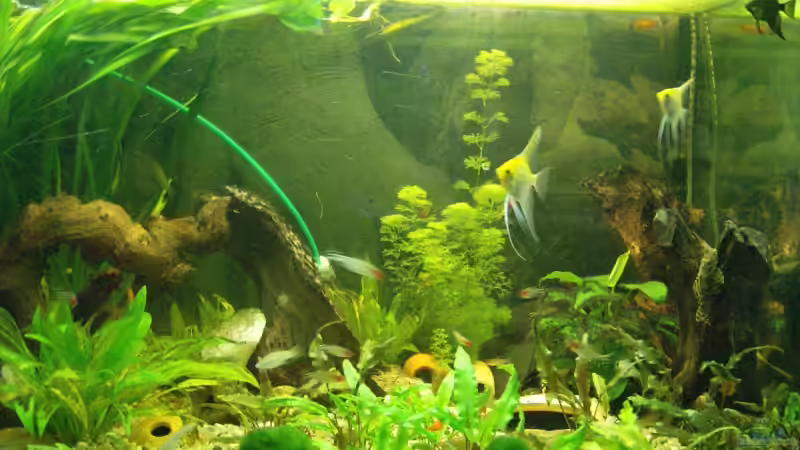 Aquarium Becken 360 Liter Amazonas Besatz von Michael Meyer (3)