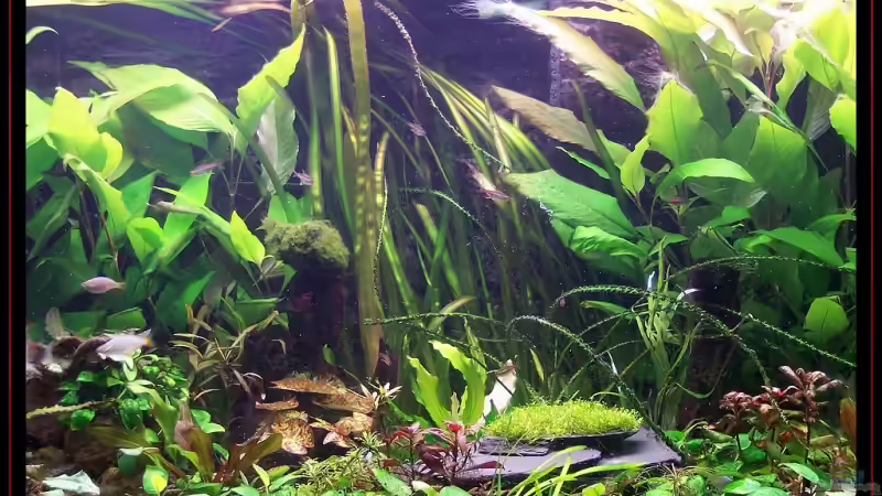 Aquarium Becken 3601 von Michael Hofmann (2)