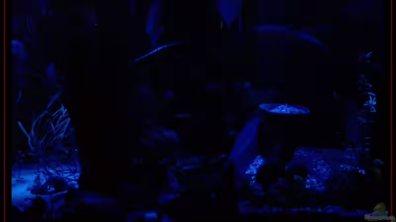 Aquarium Becken 3601 von Michael Hofmann (5)