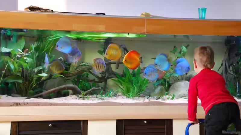 Aquarium Becken 3605 von Discusfan (3)