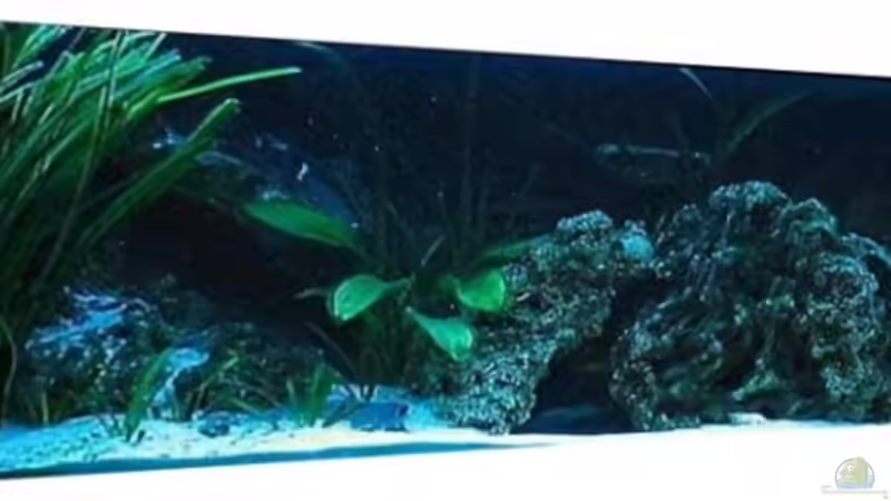 Aquarium Becken 3607 von Dennis V12 (7)