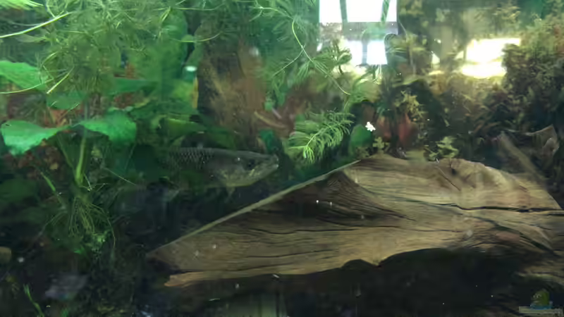 Aquarium Becken 36089 von Kevin De Fries (3)