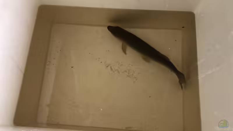 Aquarium Becken 36089 von Kevin De Fries (4)