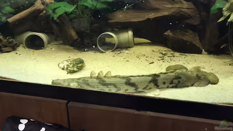 Aquarium Becken 36089 von Kevin De Fries (6)